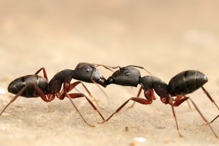 ANTS